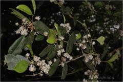 Linociera malabarica